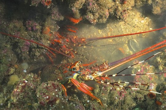 Comb crayfish (Panulirus homarus rubellus), Aliwal Shoal dive site, Umkomaas, KwaZulu Natal, South Africa