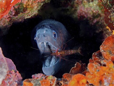 A monaco cleaner shrimp (Lysmata seticaudata) cleans the wide open mouth of a mediterranean moray (Muraena helena) . Dive site Cap de Creus, Cadaques, Costa Brava, Spain, Mediterranean Sea