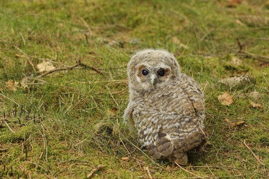 Tawny owl (Strix aluco), young bird sitting on the ground, North Rhine-Westphalia, Germany