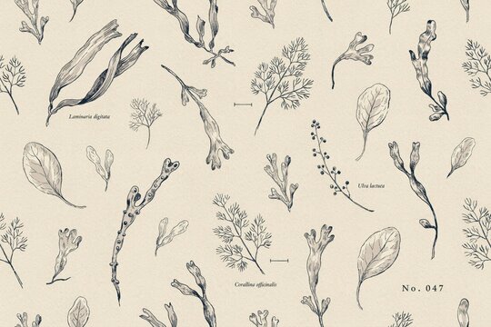 Detailed hand drawn botanical pattern of various seaweed and marine algae species with scientific labels on a light beige paper background