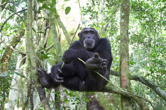 Chimpanc&eacute; salvaje en su h&aacute;bitat natural en el bosque de Uganda, &Aacute;frica Oriental