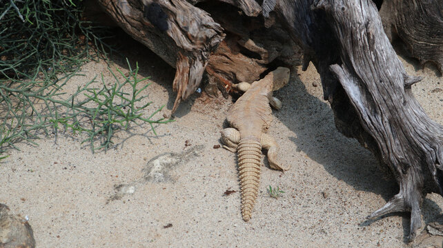 a spiny-tailed lizard walking across sandy ground, its pale, scaly body and long, ridged tail clearly visible. These lizards are native to arid regions and are known for their ability to change color