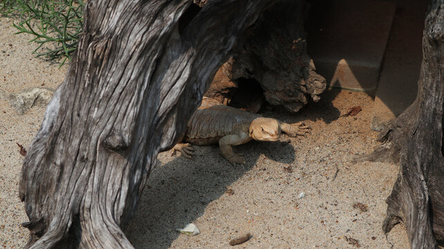 a spiny-tailed lizard walking across sandy ground, its pale, scaly body and long, ridged tail clearly visible. These lizards are native to arid regions and are known for their ability to change color