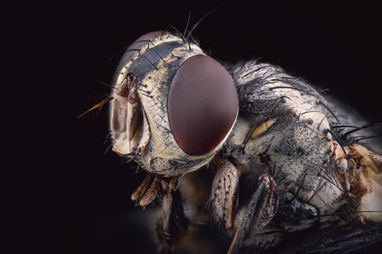 Extreme macro portrait of a housefly showing detailed compound eye and head bristles on black background