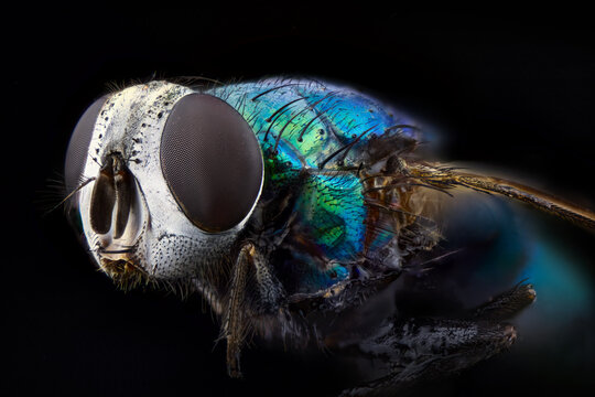 Extreme macro portrait of a green bottle fly with metallic iridescence on black background