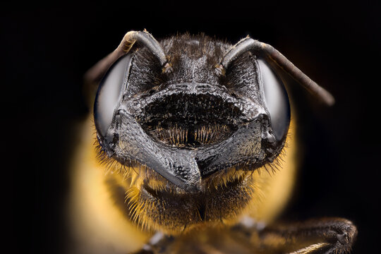 Extreme macro close up portrait of a bee head isolated on black background