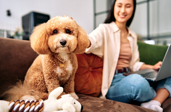 Toy poodle on sofa with woman working from home.