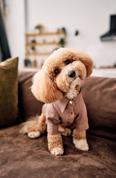 Small poodle wearing shirt on sofa at home.