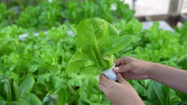 A hand holding freshly harvested hydroponic romaine lettuce in a greenhouse. Healthy organic vegetables growing in a sustainable hydroponic farming system with a blurred green background.
