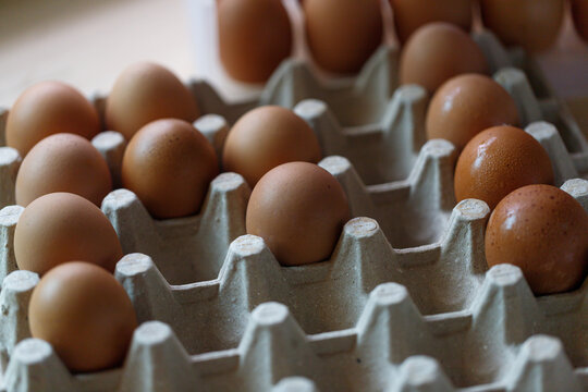 Fresh Chicken Eggs in Paper Egg Cartons Close Up