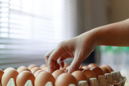 Hand Selecting Fresh Chicken Eggs from Egg Cartons