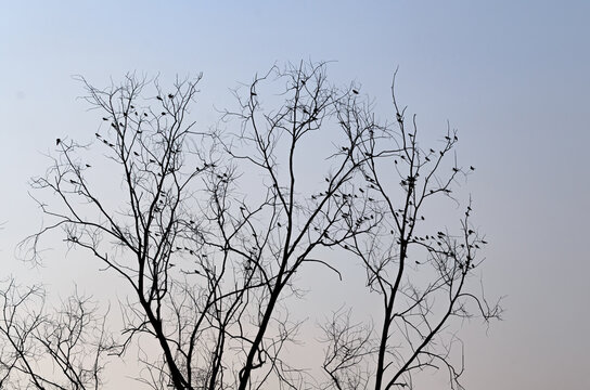 Silhouettes of birds resting on leafless tree branches against a soft evening sky, creating a peaceful nature scene with seasonal and wildlife themes
