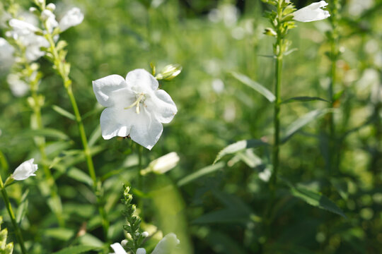 White campanula persicifolia flower closeup. Peach leaved bellflower blooming in garden. Isolated white blossom on blurred green bokeh background. Sunlit botanical details of summer perennial plant.