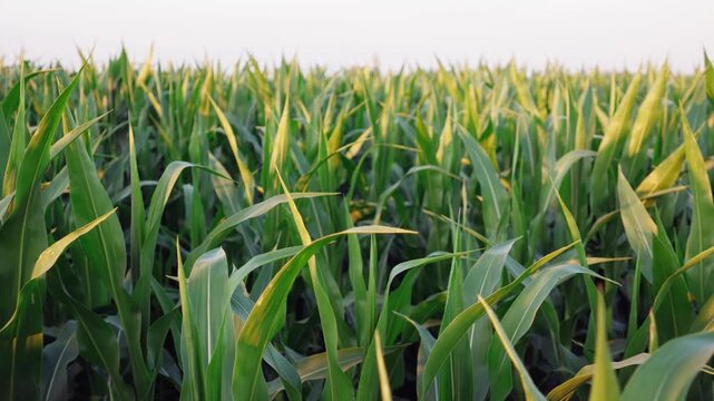 Cinematic lateral view of a lush green corn field with the camera moving from left to right, capturing healthy crops, vibrant vegetation and the beauty of the rural landscape.
