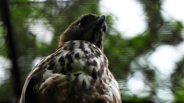 The Javan hawk-eagle (Nisaetus bartelsi) is a medium-sized eagle species from the Accipitridae family and genus Nisaetus which is endemic to the island of Java.
