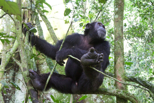 Chimpanc&eacute; salvaje en su h&aacute;bitat natural en el bosque de Uganda, &Aacute;frica Oriental