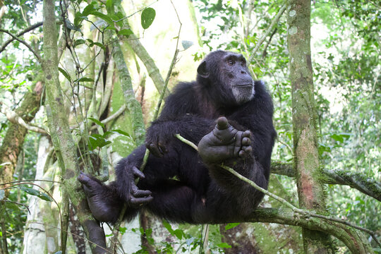 Chimpanc&eacute; salvaje en su h&aacute;bitat natural en el bosque de Uganda, &Aacute;frica Oriental
