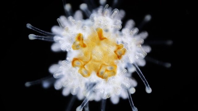 Young starfish Asteroidea under a microscope, type Echinodermata. Moves the ambulacral legs. White Sea