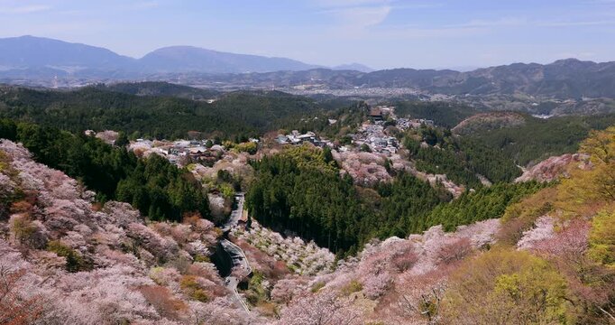 金峯山寺の桜と蔵王堂