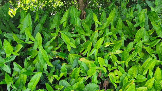 Lush green arrowhead plant (Syngonium podophyllum) foliage growing densely in a tropical garden.