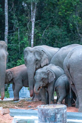 Young elephant calf with small tusks standing close to herd in natural sanctuary © wannasak