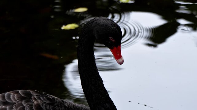 The black swan or its scientific name Cygnus atratus is one of the swans found in the Cygnus genus. All its feathers are black,  beak is red.