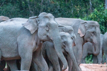 Group of Asian elephants standing together in natural forest environment © wannasak