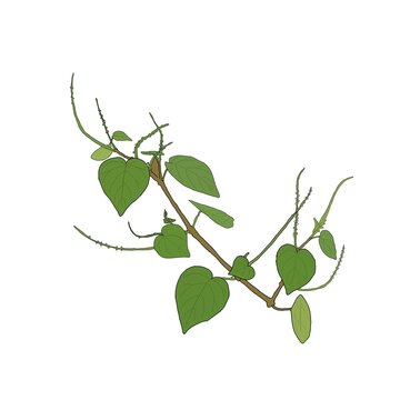Peperomia pellucida plant illustration, shiny bush or pepper elder vector graphic