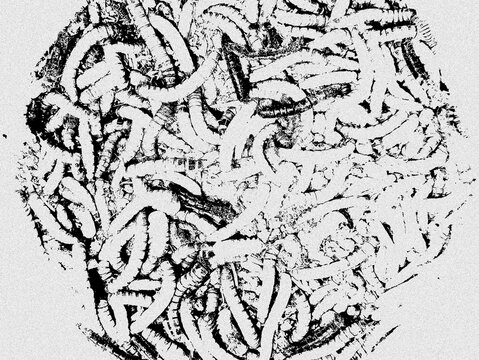 Black and white graphic pattern featuring a dense cluster of worm-like shapes.