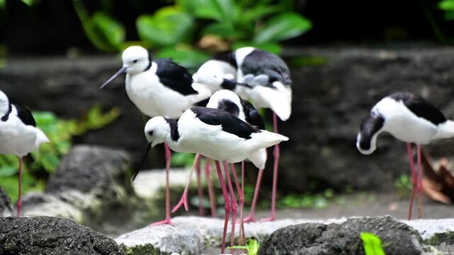 Himantopus leucocephalus is a species of bird from the Recurvirostridae family, Black and white color. Very long legs pink color. White head and body. 
