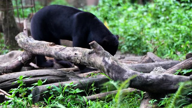 Helarctos malayanus belongs to the Ursidae family and is the smallest of the eight species of bears in the world.