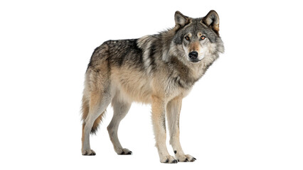 Majestic wild grey wolf standing alert sideways isolated on transparent background © Olga
