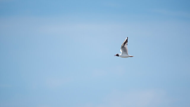 The black-headed gull (Chroicocephalus ridibundus) flying over the sea shore  