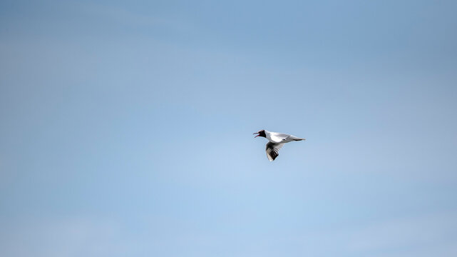 The black-headed gull (Chroicocephalus ridibundus) flying over the sea shore  