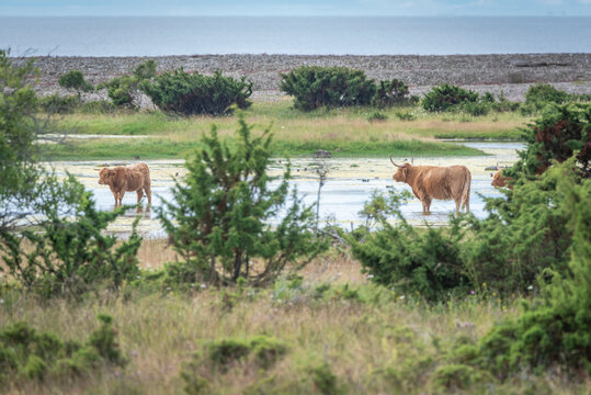 scottish highland cows on coastal meadow  in Estonia, Odensholm island