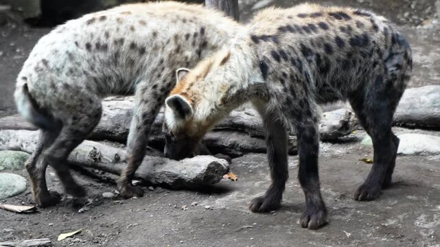 Hyena or hyaena is a cat-like carnivorous mammal that belongs to the Hyaenidae family.