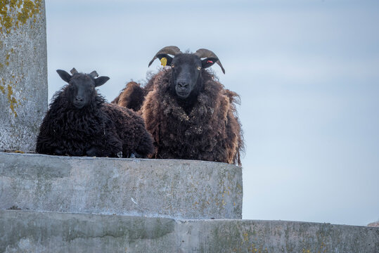 sheep on a next toa al old light house in Estonia, Odensholm island