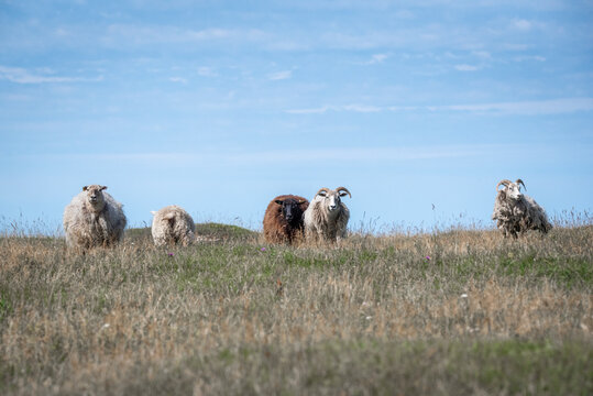 sheep on a Coastal meadow in Estonia, Odensholm island