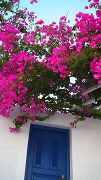 Santorini island, Greece. White architecture with blue door and blooming pink flowers. Travel and summer vacation concept. Vertical video
