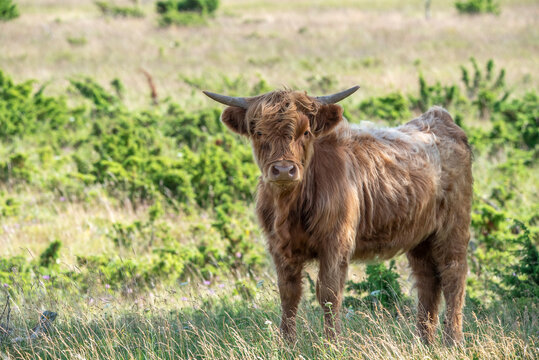 scottish highland cow on Coastal meadow  in Estonia, Odensholm island