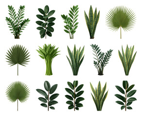 Fototapeta premium PNG Tropical leaves collection design on transparent background