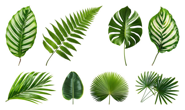 PNG Vibrant tropical leaf collection on transparent background
