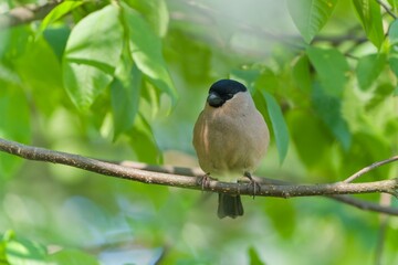 Obraz premium A female bullfinch sits on a tree. A beautiful bullfinch in the nature habitat. Pyrrhula pyrrhula