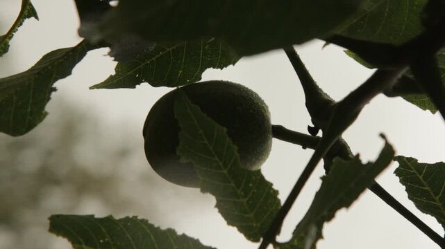 Unripe green plum growing on tree branch among leaves in daylight