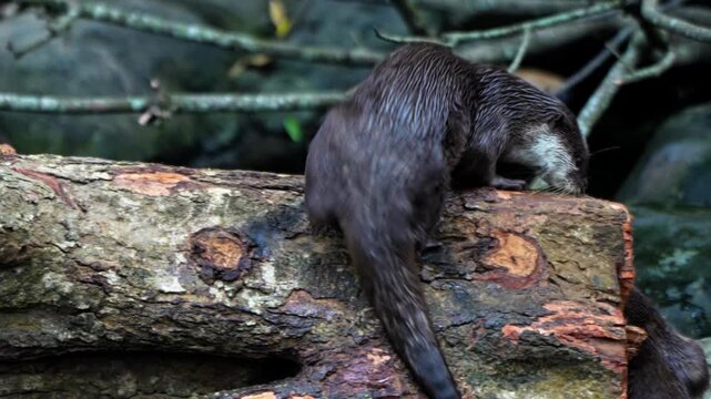 Otter is a land animal that has a dominant brown fur color. Otter is an animal that lives in colonies, they play on wood