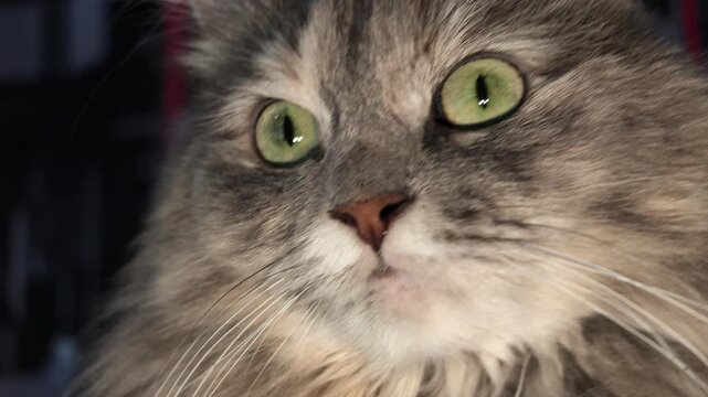 Grey tabby cat with fluffy fur and prominent whiskers, showing a curious and focused expression with its striking green eyes in a close-up portrait