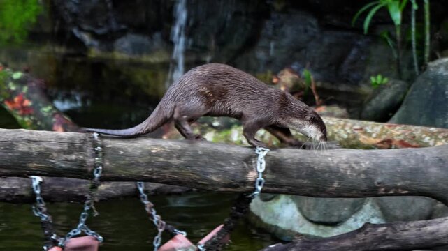 Otter is a land animal that has a dominant brown fur color. Otter is an animal that lives in colonies, they play on wood