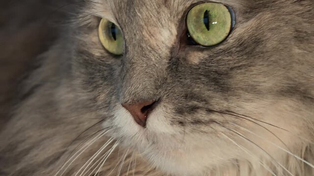 Domestic cat showing its face in a close-up profile, looking attentively to the side with wide green eyes, focusing on something unseen with curiosity