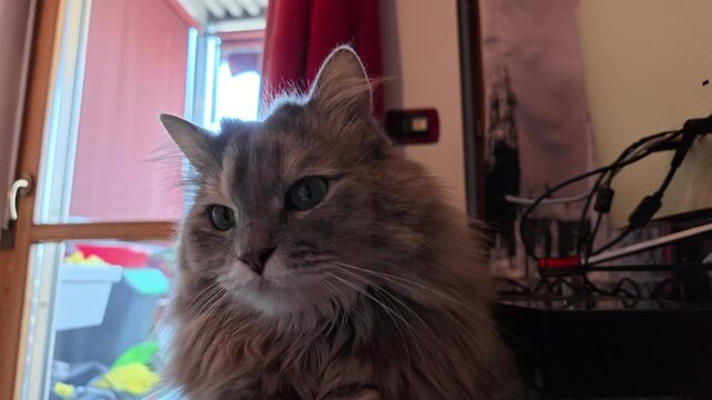 Domestic feline pet with long grey and cream fur and expressive green eyes looking directly at viewer while sitting on a glass table