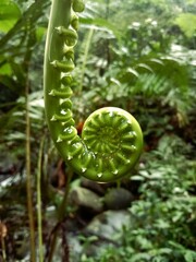 Macro photograph of a young green fern frond unfurling naturally in a lush tropical forest with soft blurred foliage background. © khoiril_faaizun